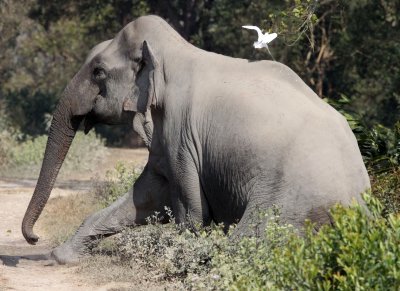 ELEPHANT - ASIAN ELEPHANT - KAZIRANGA NATIONAL PARK ASSAM INDIA (15).JPG