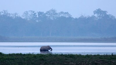 ELEPHANT - ASIAN ELEPHANT - KAZIRANGA NATIONAL PARK ASSAM INDIA (62).JPG