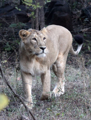 FELID - LION - ASIATIC LION - GIR FOREST GUJARAT INDIA (17).JPG