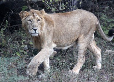 FELID - LION - ASIATIC LION - GIR FOREST GUJARAT INDIA (18).JPG