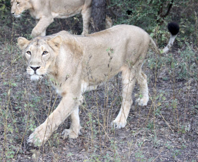 FELID - LION - ASIATIC LION - GIR FOREST GUJARAT INDIA (34).JPG