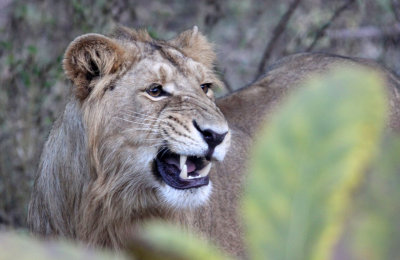 FELID - LION - ASIATIC LION - GIR FOREST GUJARAT INDIA (50).JPG