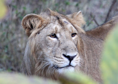 FELID - LION - ASIATIC LION - GIR FOREST GUJARAT INDIA (54).JPG