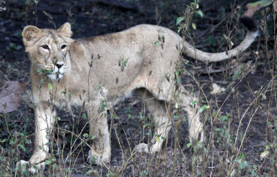 FELID - LION - ASIATIC LION - GIR FOREST GUJARAT INDIA (73).JPG