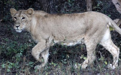 FELID - LION - ASIATIC LION - GIR FOREST GUJARAT INDIA (84).JPG