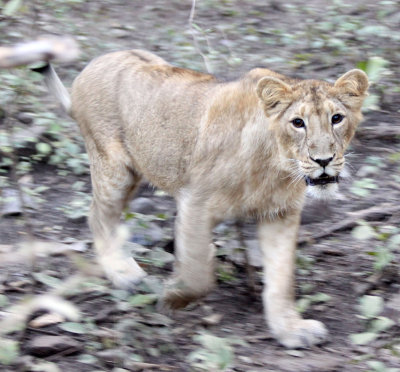 FELID - LION - ASIATIC LION - GIR FOREST GUJARAT INDIA (92).JPG
