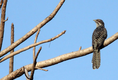 BIRD - ASIAN KOEL - GIR FOREST GUJARAT INDIA (5).JPG