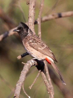 BIRD - BULBUL - RED-VENTED BULBUL - GIR FOREST GUJARAT INDIA (4).JPG