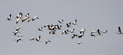 BIRD - CRANE - COMMON CRANE - BLACKBUCK NATIONAL PARK INDIA (1).JPG