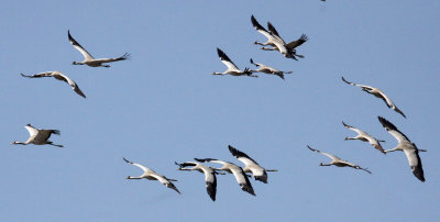 BIRD - CRANE - COMMON CRANE - BLACKBUCK NATIONAL PARK INDIA (22).JPG