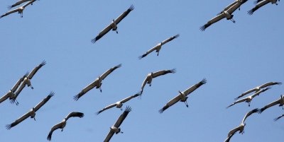 BIRD - CRANE - COMMON CRANE - BLACKBUCK NATIONAL PARK INDIA (30).JPG