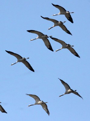 BIRD - CRANE - COMMON CRANE - BLACKBUCK NATIONAL PARK INDIA (39).JPG