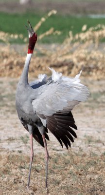 BIRD - CRANE - SARUS CRANE - LITTLE RANN OF KUTCH GUJARAT INDIA (11).JPG