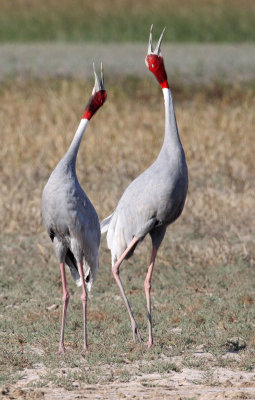 BIRD - CRANE - SARUS CRANE - LITTLE RANN OF KUTCH GUJARAT INDIA (20).JPG