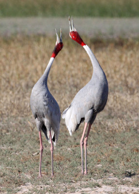 BIRD - CRANE - SARUS CRANE - LITTLE RANN OF KUTCH GUJARAT INDIA (21).JPG