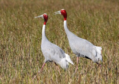 BIRD - CRANE - SARUS CRANE - LITTLE RANN OF KUTCH GUJARAT INDIA (73).JPG