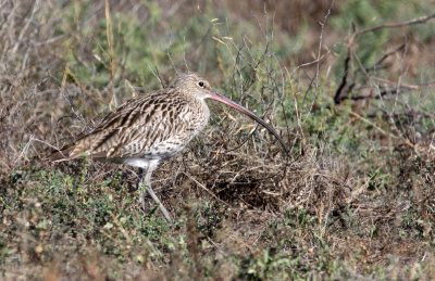 BIRD - CURLEW - EURASIAN CURLEW - LITTLE RANN OF KUTCH GUJARAT INDIA (5).JPG