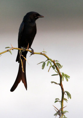 BIRD - DRONGO - BLACK DRONGO - LITTLE RANN OF KUTCH GUJARAT INDIA (6).JPG