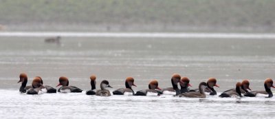 BIRD - DUCK - RED-CRESTED POCHARD - CHAMBAL RIVER SANCTUARY INDIA (20).JPG