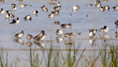 BIRD - DUCK - TEAL - COMMON TEAL IN MIXED FLOCK - LITTLE RANN OF KUTCH GUJARAT INDIA (1).JPG