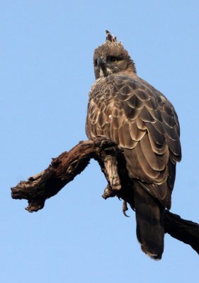 BIRD - EAGLE - CHANGEABLE HAWK EAGLE - BANDHAVGAR NATIONAL PARK INDIA (25).JPG