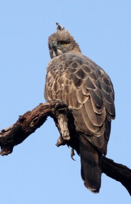 BIRD - EAGLE - CHANGEABLE HAWK EAGLE - BANDHAVGAR NATIONAL PARK INDIA (28).JPG