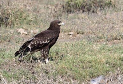 BIRD - EAGLE - GREAT SPOTTED EAGLE - AQUILA CLANGA - LITTLE RANN OF KUTCH GUJARAT INDIA (13).JPG