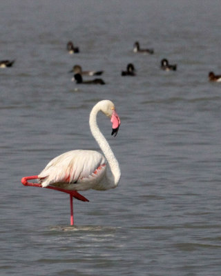 BIRD - FLAMINGO - GREATER FLAMINGO - BLACKBUCK NATIONAL PARK INDIA (3).JPG