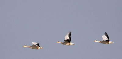 BIRD - GOOSE - BAR-HEADED GOOSE - KAZIRANGA NATIONAL PARK ASSAM INDIA (15).JPG