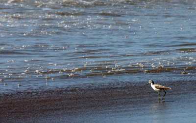 BIRD - GREENSHANK - COMMON GREENSHANK - SOMNATH TEMPLE AND TOWN - INDIA (28).JPG