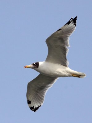 BIRD - GULL - PALLAS'S GULL - CHAMBAL RIVER SANCTUARY INDIA (4).JPG