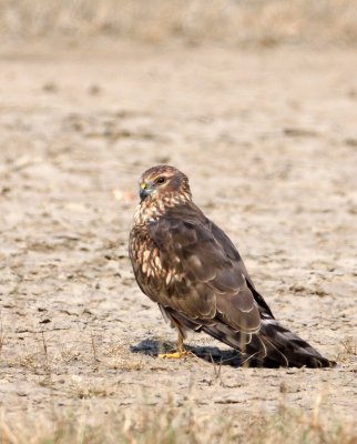 BIRD - HARRIER - PALLID HARRIER - BLACKBUCK NATIONAL PARK INDIA (7).JPG