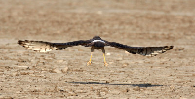 BIRD - HARRIER - PALLID HARRIER - LITTLE RANN OF KUTCH GUJARAT INDIA (11).JPG