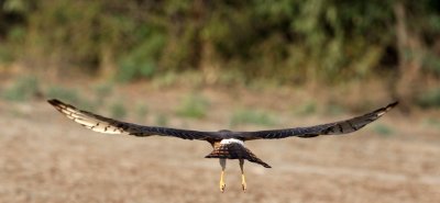 BIRD - HARRIER - PALLID HARRIER - LITTLE RANN OF KUTCH GUJARAT INDIA (14).JPG