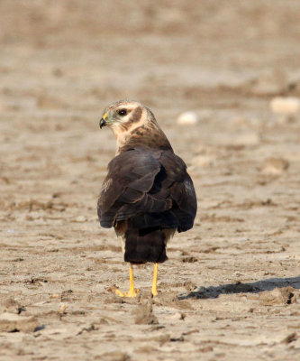 BIRD - HARRIER - PALLID HARRIER - LITTLE RANN OF KUTCH GUJARAT INDIA (8).JPG