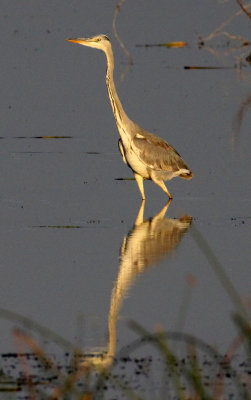 BIRD - HERON - GREY HERON - LITTLE RANN OF KUTCH GUJARAT INDIA (8).JPG