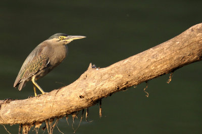BIRD - HERON - LITTLE HERON - KAZIRANGA NATIONAL PARK ASSAM INDIA (11).JPG