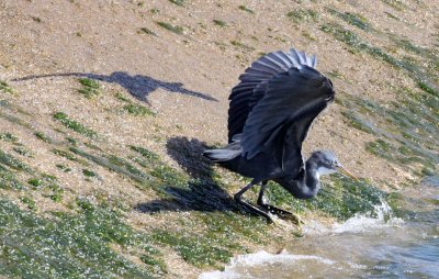 BIRD - HERON - PACIFIC REEF HERON - BEING HARRASSED BY BROWN-HEADED GULL - SOMCHAT GUJARAT INDIA (5).JPG