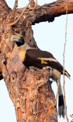 BIRD - HORNBILL - GREAT HORNBILL - KAZIRANGA NATIONAL PARK ASSAM INDIA (30).JPG