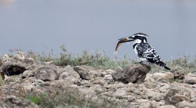 BIRD - KINGFISHER - PIED KINGFISHER - CHAMBAL RIVER SANCTUARY INDIA (7).JPG