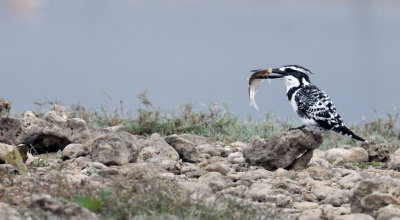 BIRD - KINGFISHER - PIED KINGFISHER - CHAMBAL RIVER SANCTUARY INDIA (8).JPG