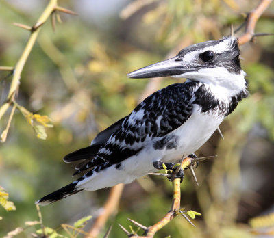 BIRD - KINGFISHER - PIED KINGFISHER - LITTLE RANN OF KUTCH GUJARAT INDIA (1).JPG