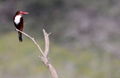 BIRD - KINGFISHER - WHITE-THROATED KINGFISHER - BLACKBUCK NATIONAL PARK INDIA (1).JPG