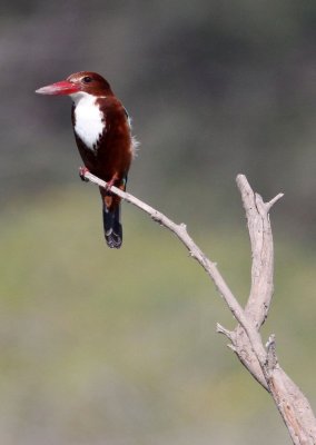 BIRD - KINGFISHER - WHITE-THROATED KINGFISHER - BLACKBUCK NATIONAL PARK INDIA (3).JPG