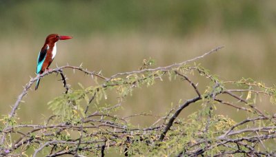 BIRD - KINGFISHER - WHITE-THROATED KINGFISHER - LITTLE RANN OF KUTCH GUJARAT INDIA (2).JPG