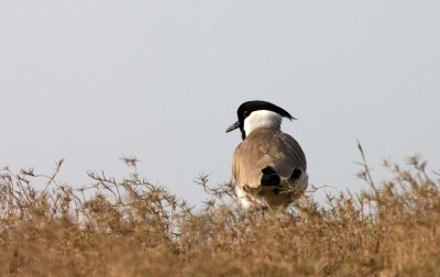 BIRD - LAPWING - RIVER LAPWING - VANELLUS DUVAUCELII - CHAMBAL SANCTUARY INDIA (7).JPG