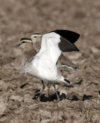 BIRD - LAPWING - SOCIABLE LAPWING - LITTLE RANN OF KUTCH GUJARAT INDIA (23).JPG