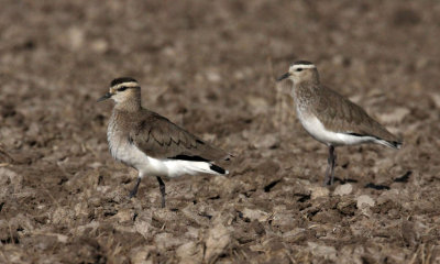 BIRD - LAPWING - SOCIABLE LAPWING - LITTLE RANN OF KUTCH GUJARAT INDIA (26).JPG