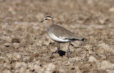 BIRD - LAPWING - SOCIABLE LAPWING - LITTLE RANN OF KUTCH GUJARAT INDIA (27).JPG