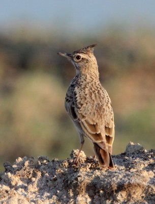 BIRD - LARK - CRESTED LARK - LITTLE RANN OF KUTCH GUJARAT INDIA (4).JPG